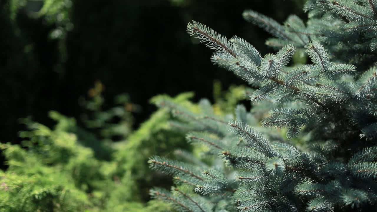 Young Pine Trees In A Summer Day. Young pine trees in a summer day in the park