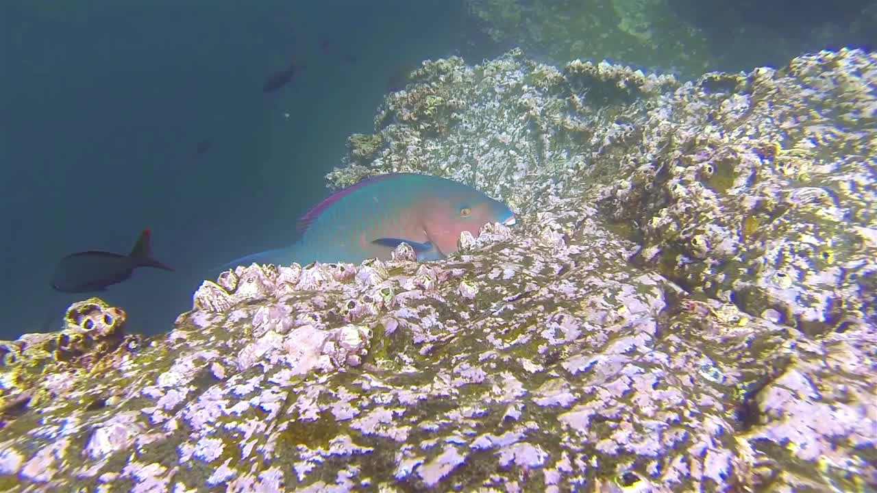 갈라파고스 국립공원 에콰도르의 제노베사 섬에서 푸른 턱 비늘돔이 목장을 먹는 수중 영상