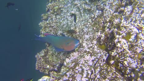 underwater footage of a blue chin parrotfish eating corral on genovesa island in galapagos national park ecuador