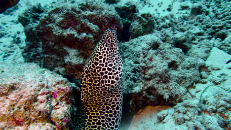 Honeycomb-Moray-eel-being-cleaned-by-Bluestreek-Cleaner-wrasses