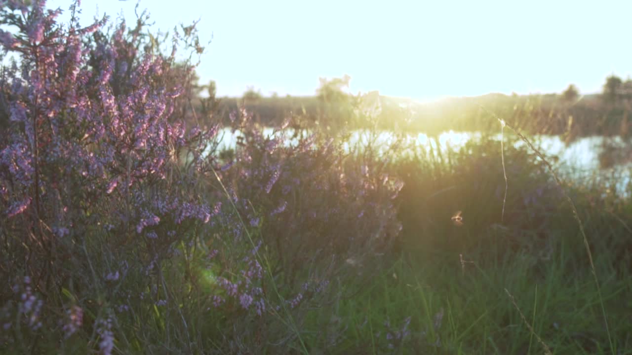 puesta de sol sobre un paisaje de brezo con lago y flores púrpuras