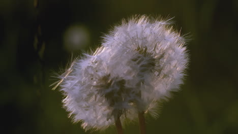 dandelion seeds in sunlight