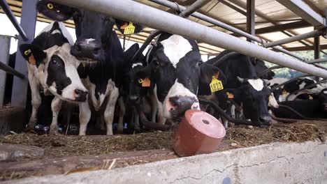 Bloques-De-Sal-Para-Animales-En-Un-Fondo-De-Granja