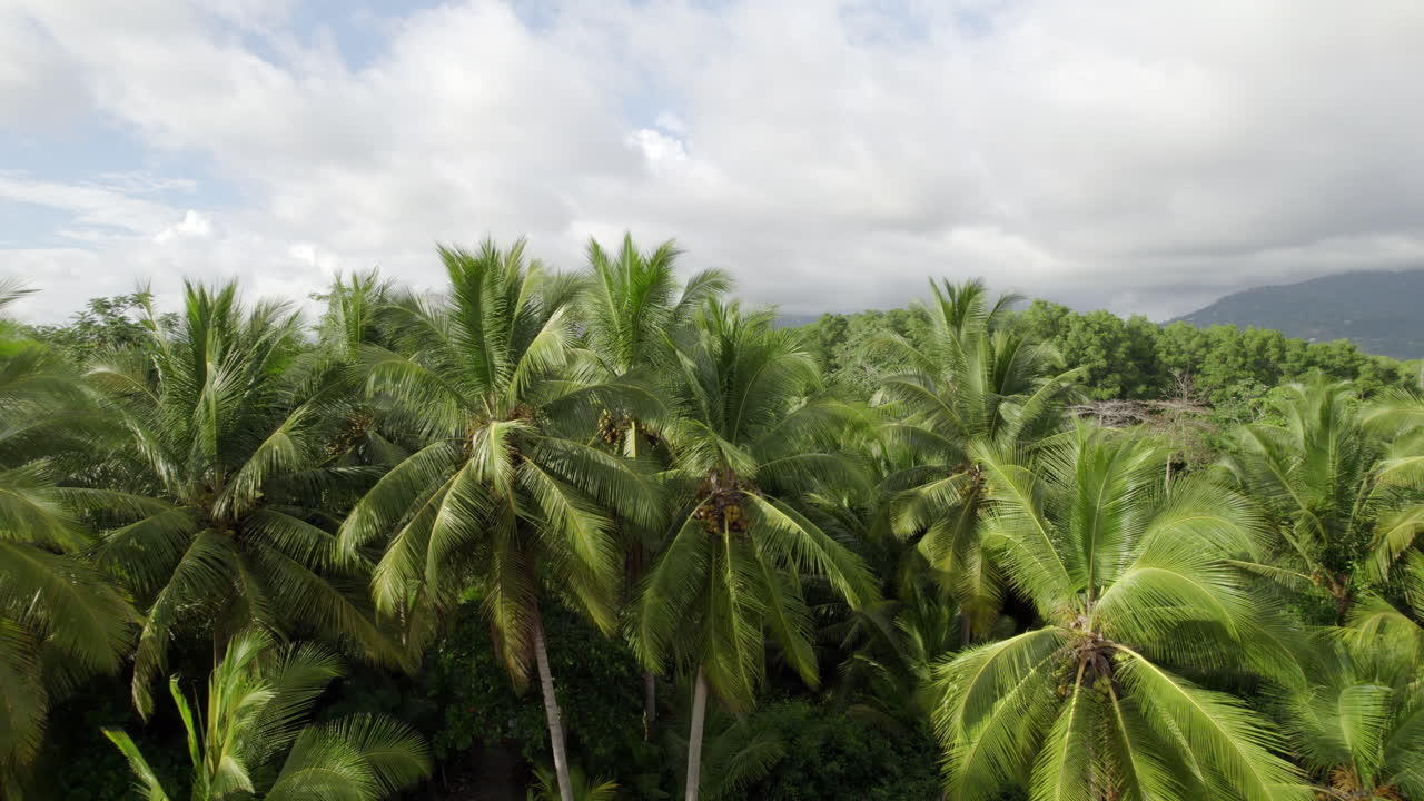 volando bajo de palmeras de gran altura en el bosque verde, montañas en el fondo, australia