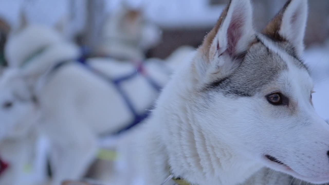 Husky dogs in winter