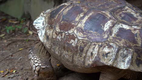 endangered wildlife species, an old african spurred tortoise, centrochelys sulcata with aged carapace slowly moving forward with its stumpy and padded feet, close up shot