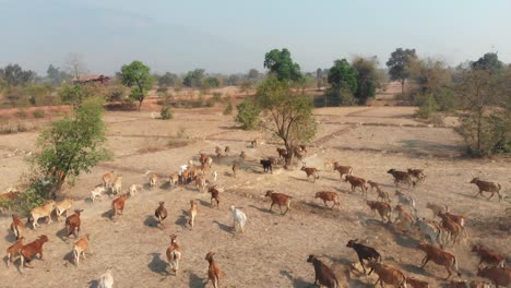 Gruppe-Von-Kühen,-Die-Auf-Einer-Trockenen-Wiese-Im-Ländlichen-Laos-Laufen,-Aus-Der-Luft