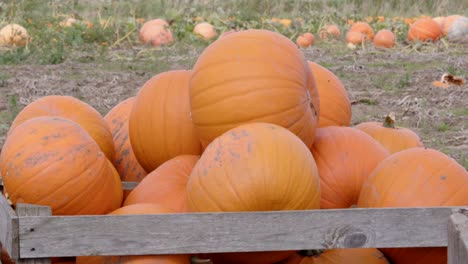 Mid-shot-of-wooden-crate-of-harvested-pumpkins-in-a-farmers-field