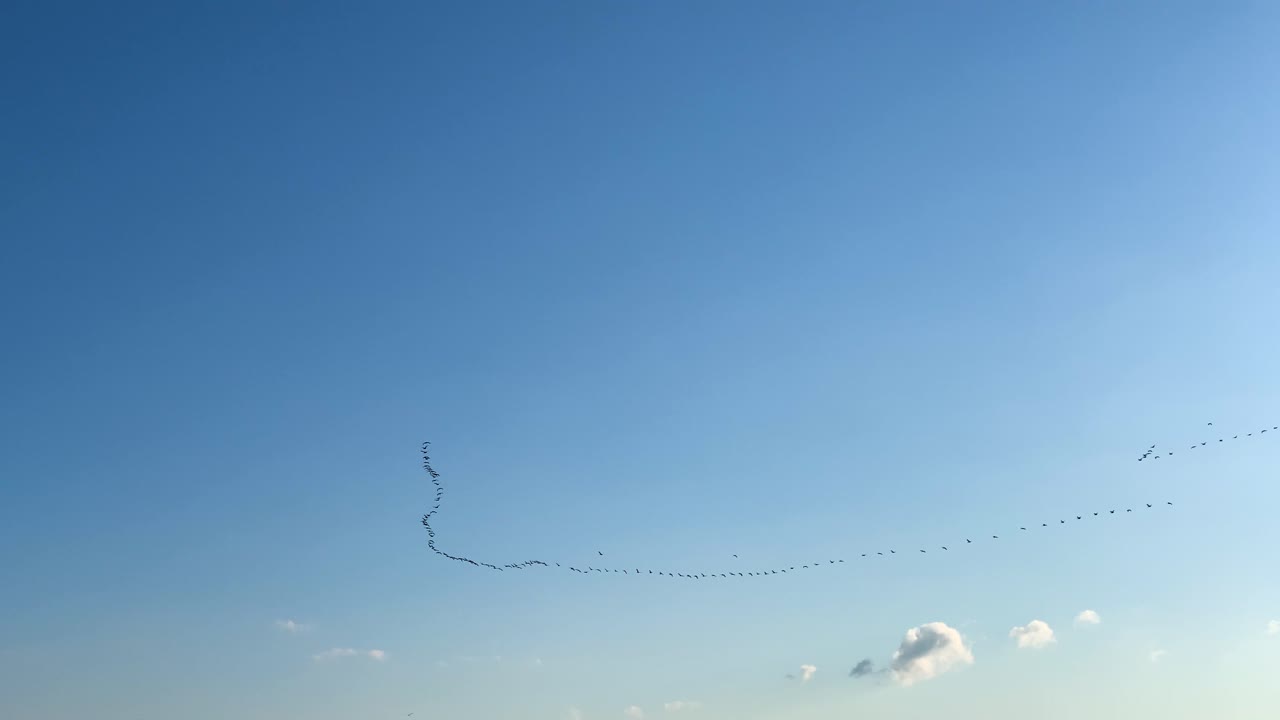 큰 거위 무리가 푸른 하늘에서 날아다니고, 봄 이동, 라트비아