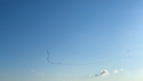 large v formation of geese flock fly in blue sky, spring migration, latvia