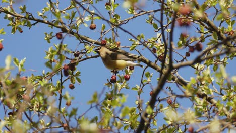 Waxwing-De-Cedro-Amarillo-Parado-Sobre-Una-Rama-De-árbol-Mientras-Recoge-Algunas-Frutas-Del-árbol-Y-Luego-Despega