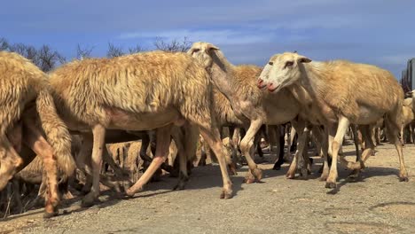 Group-of-sheep-and-shepherd-dogs-walking-while-together-crossing-road