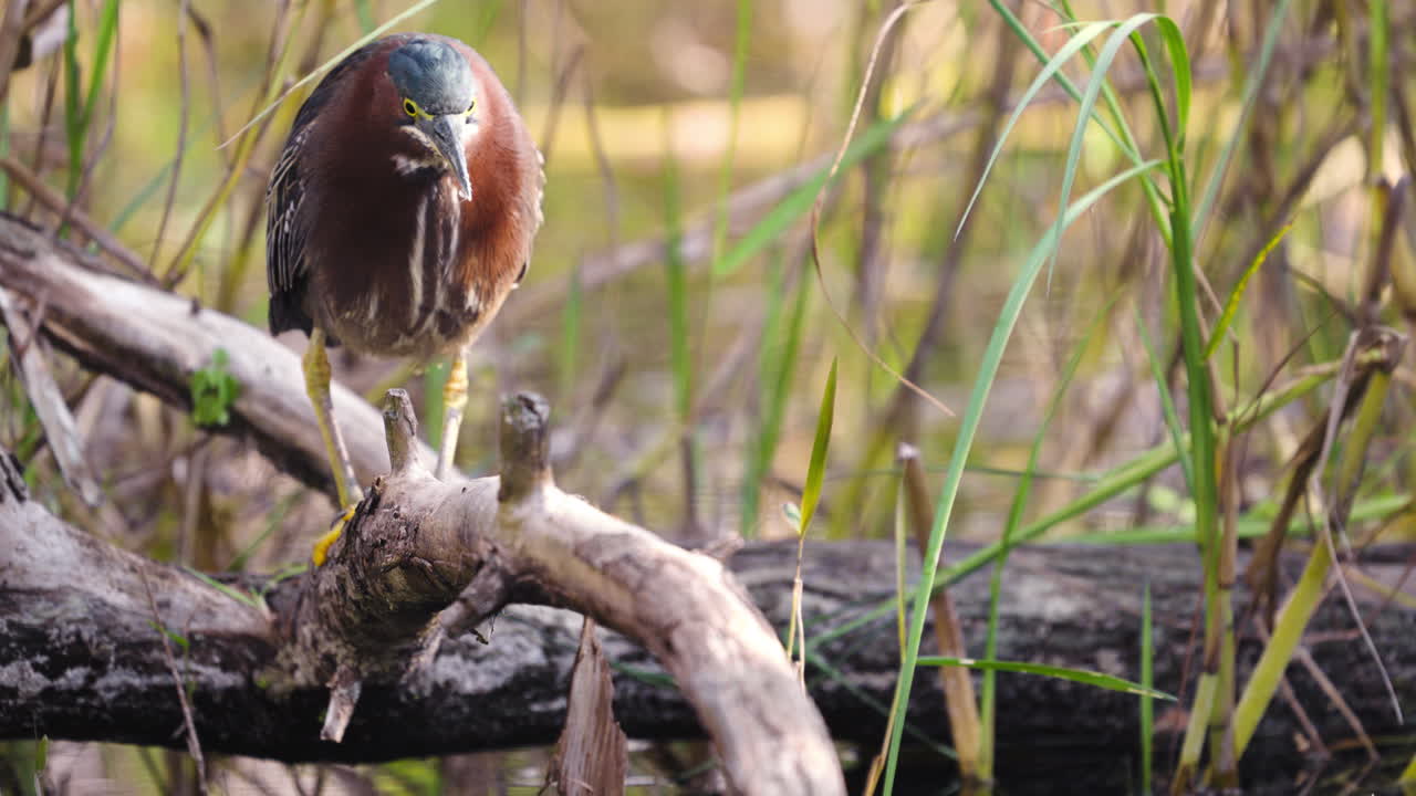 Green Heron Looking for Food