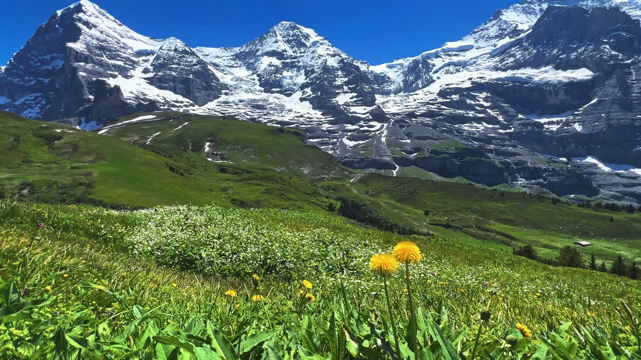 monte eiger sobre los campos de prado de primavera en el oberland de berna, suiza