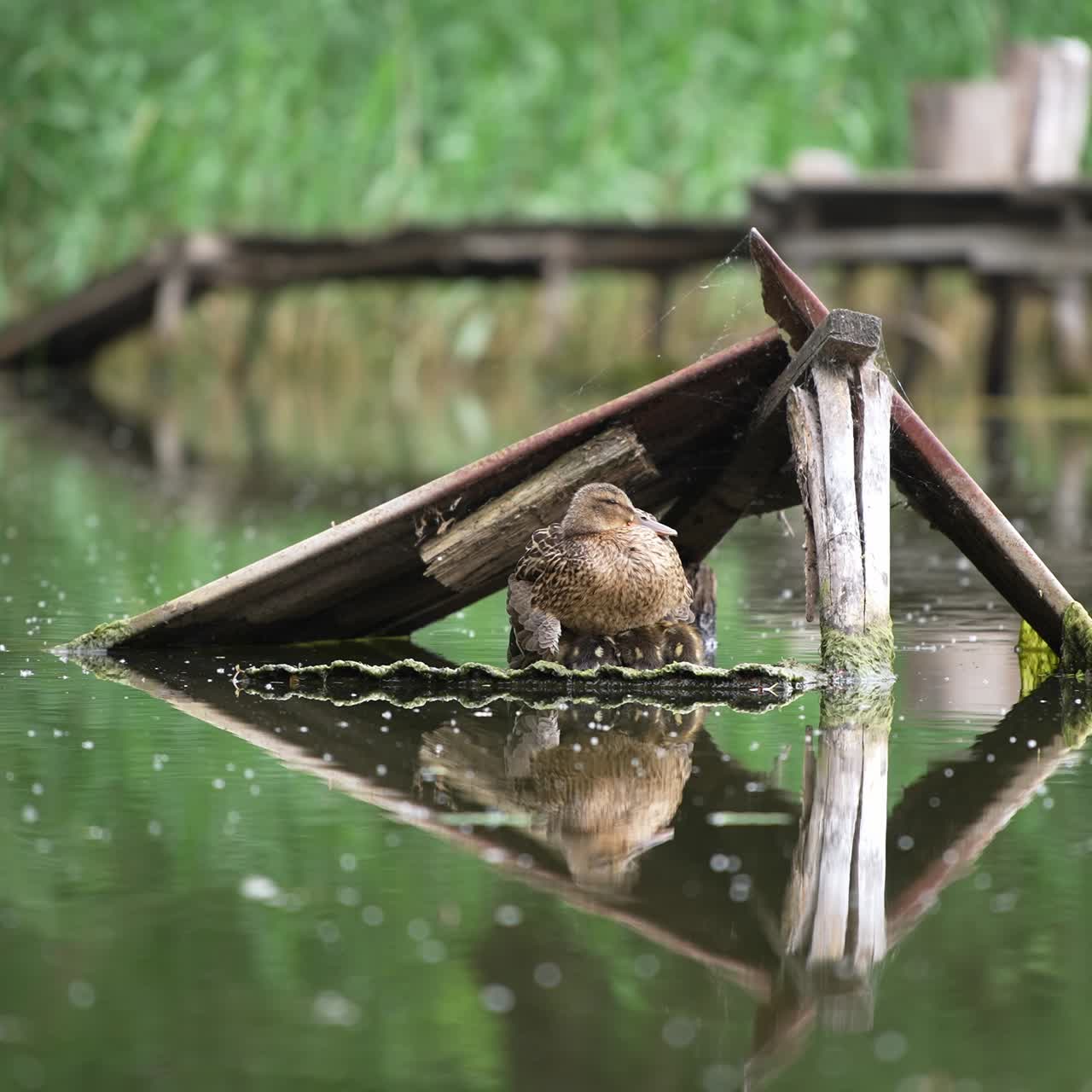Wild duck sitting on the nest with little ducklings. Waterfowl covering her chicks sitting on the plank on the river