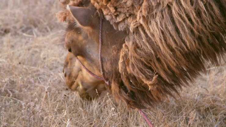 Camel Eating Grass CU