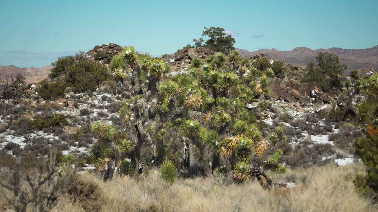 빛으로 빛나는 사막 언덕, 독특한 식물로 장식된, 은 파란 하늘 아래, 거친 지형 가운데