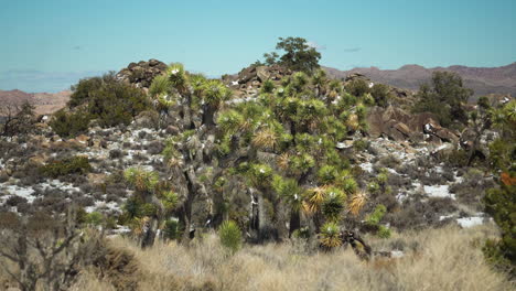 Sunlit-desert-hills-adorned-with-unique-plants,-under-clear-blue-skies,-amidst-rugged-terrain