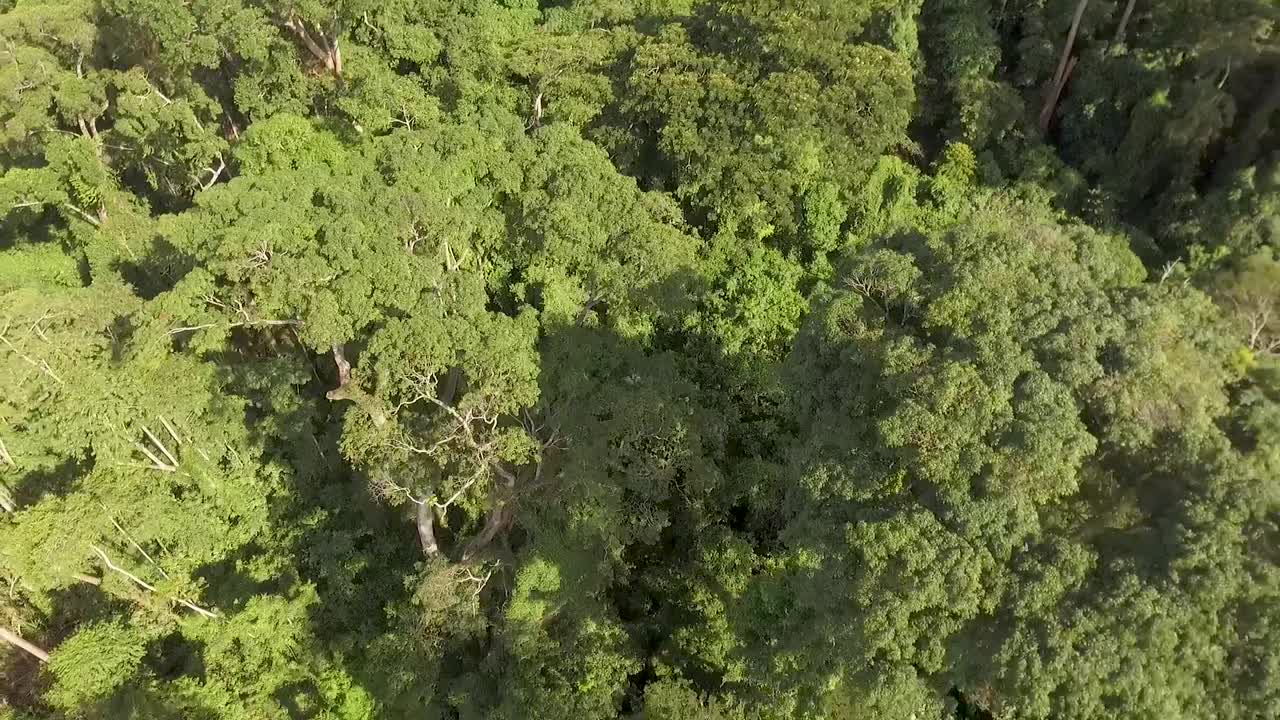 vista aérea de un exuberante bosque verde en kribi en camerún, áfrica occidental
