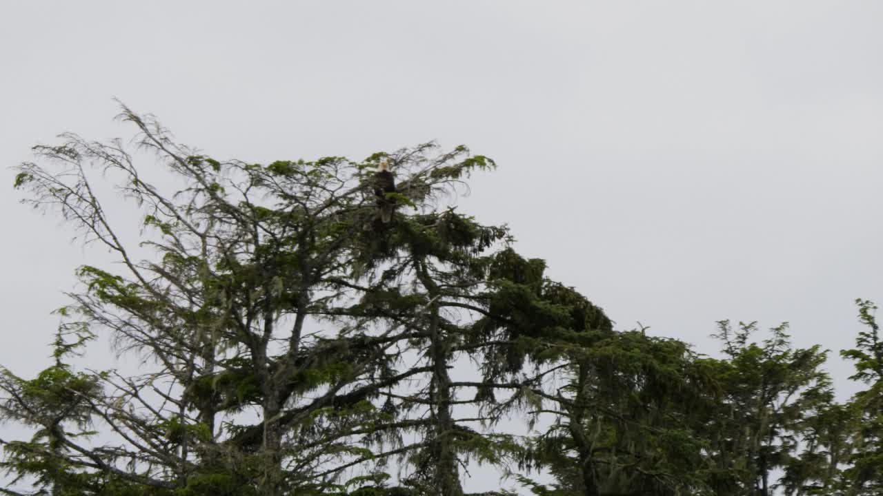 Bald eagle resting on a old tree in Sitka, Alaska.