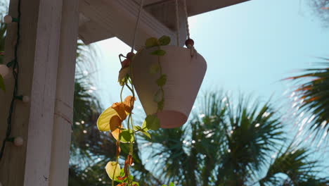 florida scene of a hanging vase with scindapsus pictus plant and some palm trees in the background, with some little bugs flying around