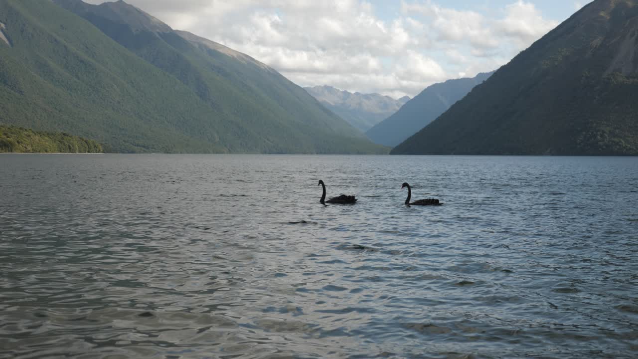 Static shot of a couple of black swans on famous Rotoiti Lake, NZ on a cloudy summer day, in 4K.