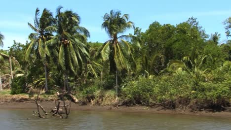 beautiful scenery with palm trees by the tarcoles river bank in costa rica