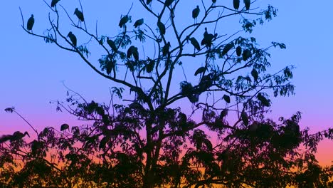 Flock-of-Asian-openbill-storks-perched-on-tree-branches-at-sunset,-Birds-nesting