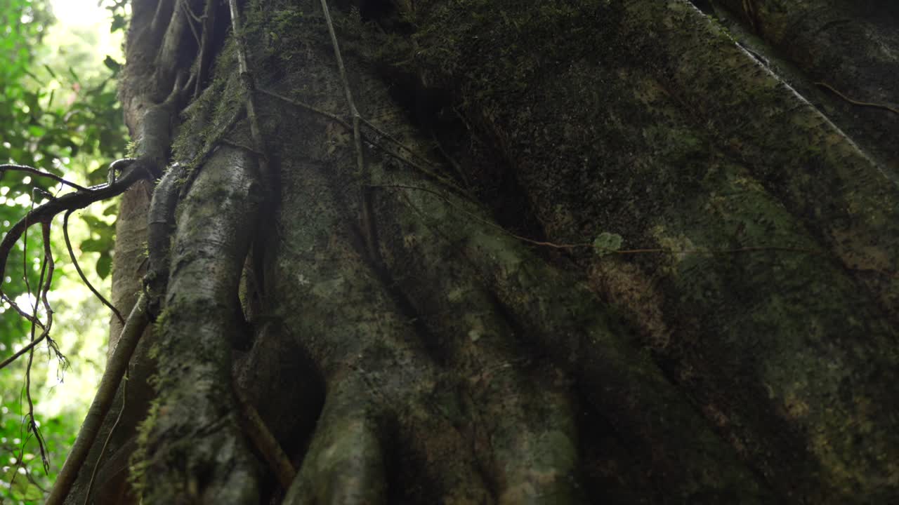 Tall large old hollow tree rainforest Springbrook National Park Australia