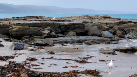 lorne foreshore during sunset with the great ocean road and otway national park in the background