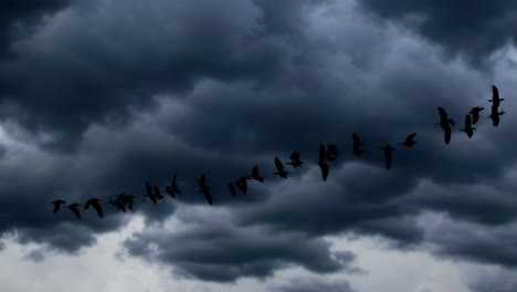 geese flying in stormy clouds