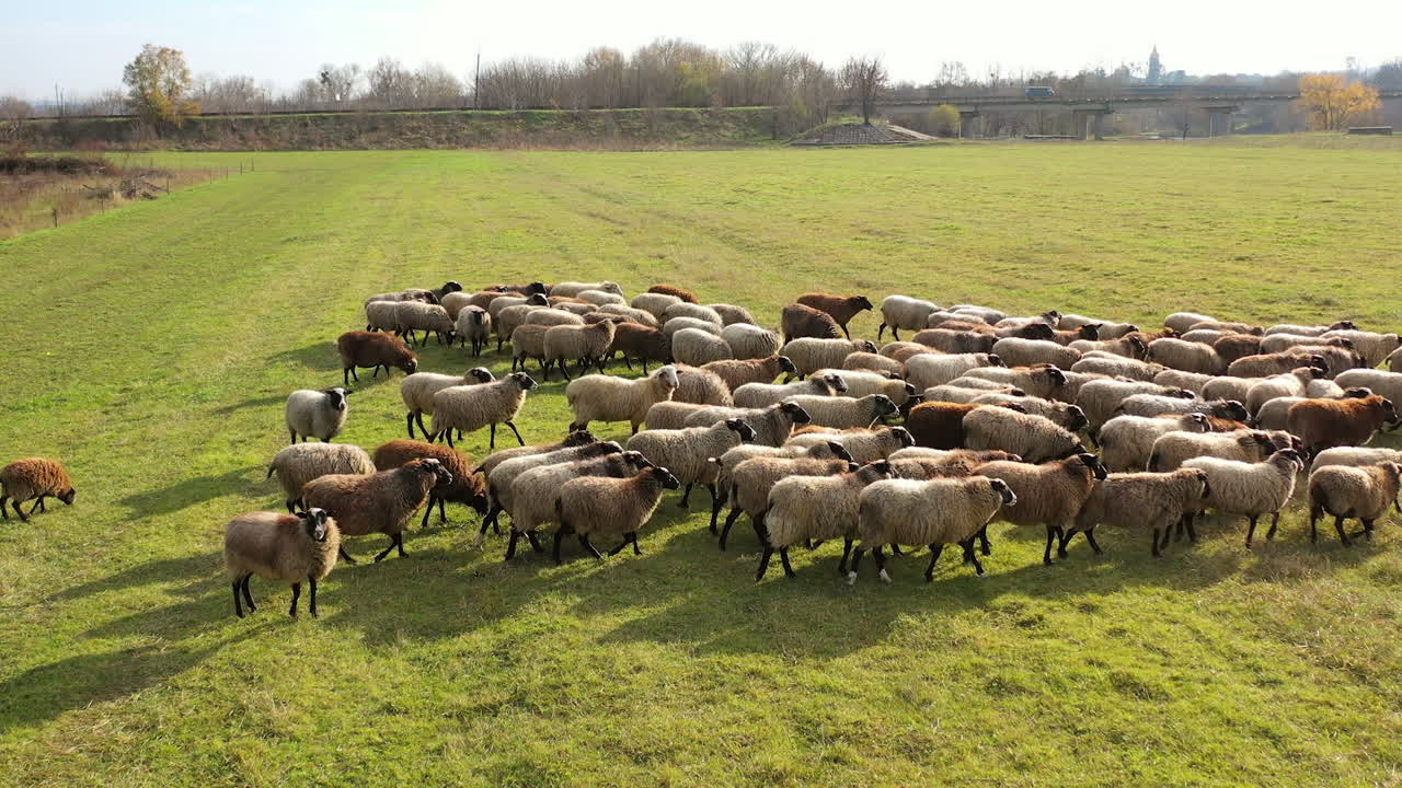 Enorme gregge di pecore che pascola in un ranch agricolo. Vista aerea di una fattoria con pecore.
