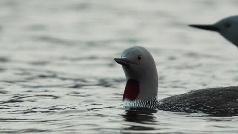 red-throated loon looking into camera while swimming, 4k high detail