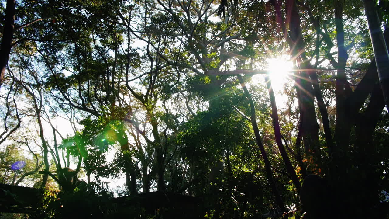 лучи утреннего солнца, проникающие сквозь ветви деревьев - съемка с низкого ракурса