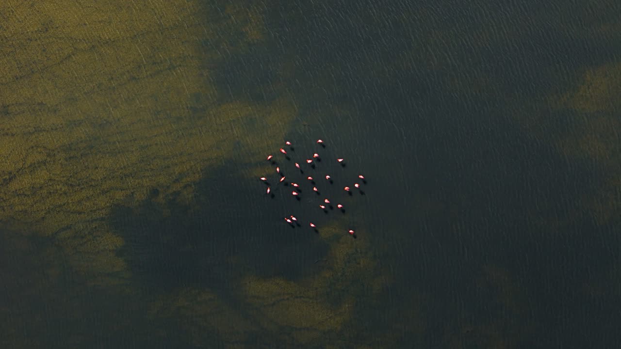 플라밍고 무리가 어두운 물에서 먹이를 먹습니다. 구름이 지나갈 때 빛으로 변합니다.