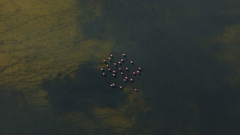 flamingo flock feeds in dark water shifting to light as cloud passes