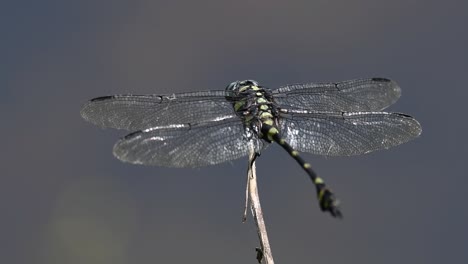 The-Common-Flangetail-dragonfly-is-commonly-seen-in-Thailand-and-Asia