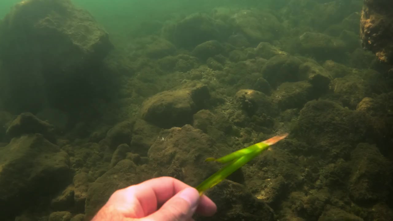 Hand holding green aquatic plant with reddish tip, exploring submerged rocks and vegetation on a murky riverbed