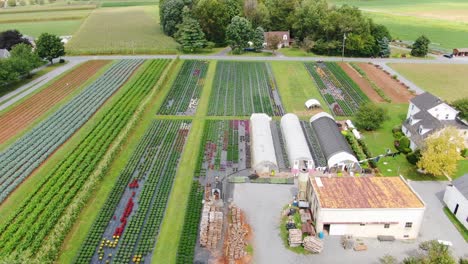 Hohe-Luftaufnahme-Von-Amish-Farm-Und-Gewächshäusern-In-Lancaster-County,-Pennsylvania-Mit-Tausenden-Von-Müttern,-Die-Im-Herbst-Blühen