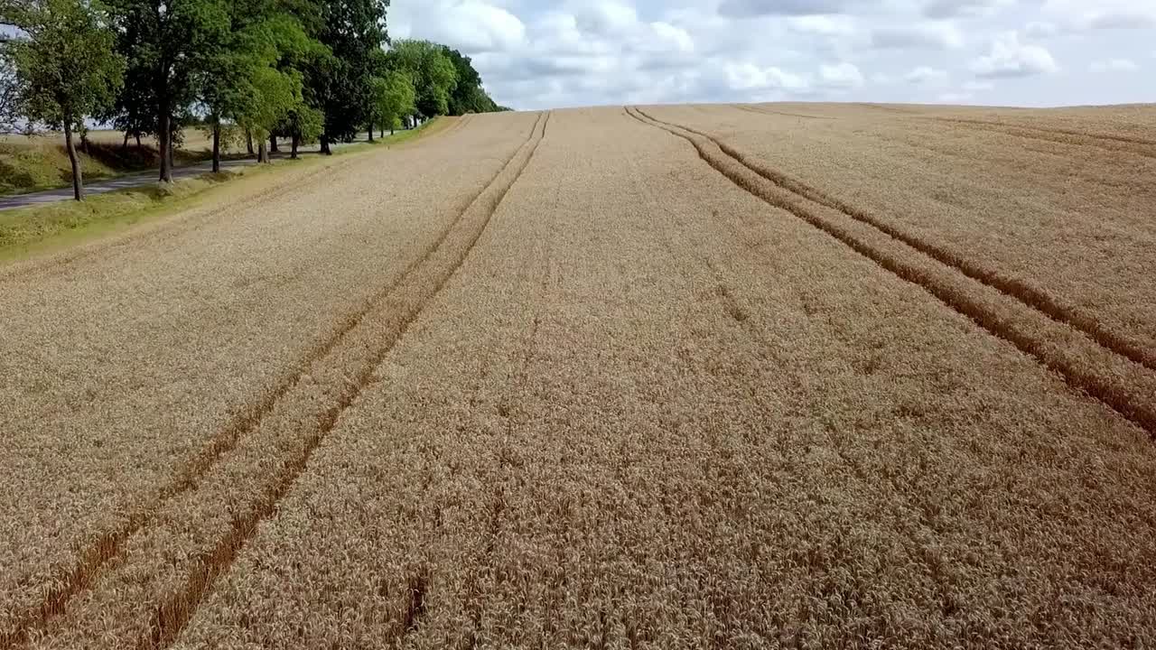 toma aérea del campo de centeno