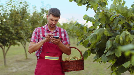 Gardener-agronomist-man-farmer-analyzing-hazelnuts-tree-rows-in-garden-making-notes-in-smartphone