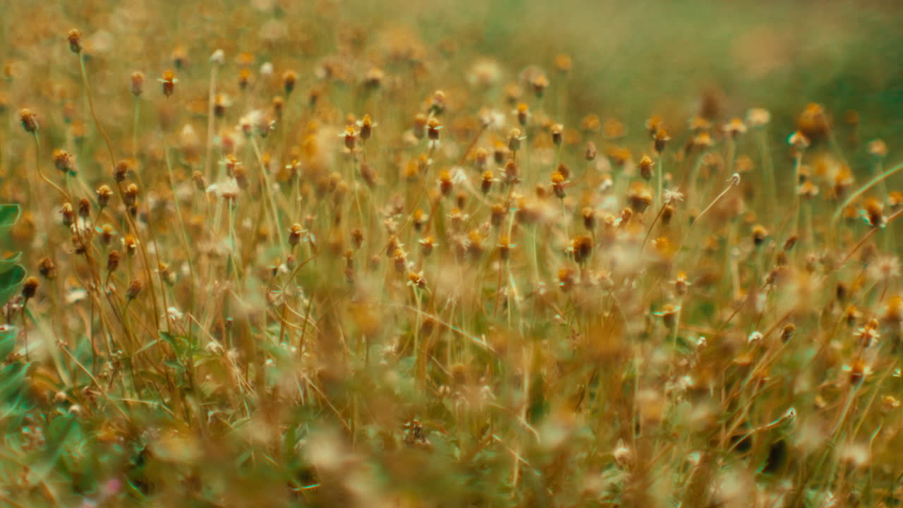 Field of Small Yellow Flowers