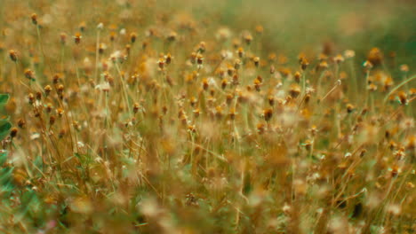 field of small yellow flowers