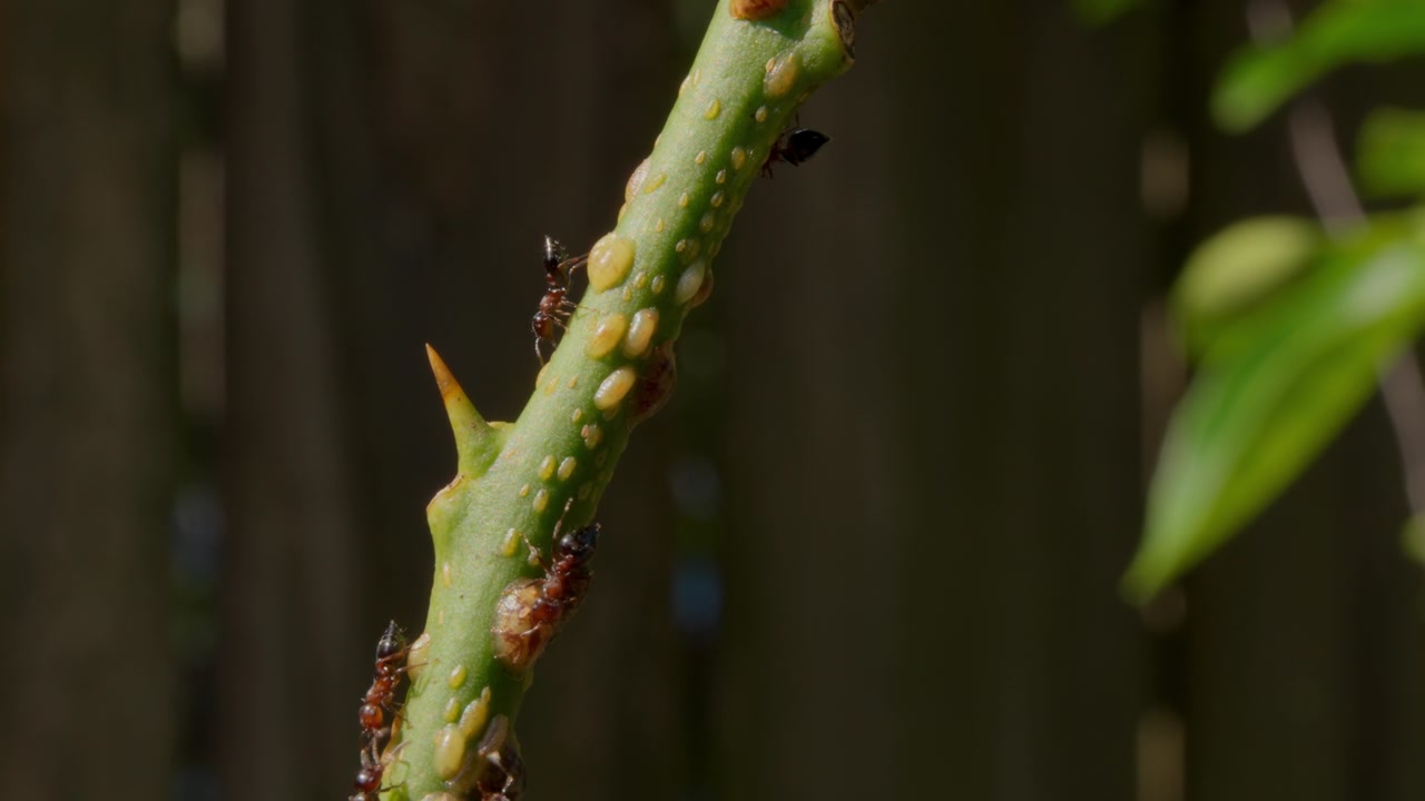 Close-up Of Ants On A Lemon Plant Stem. Selective Focus Shot