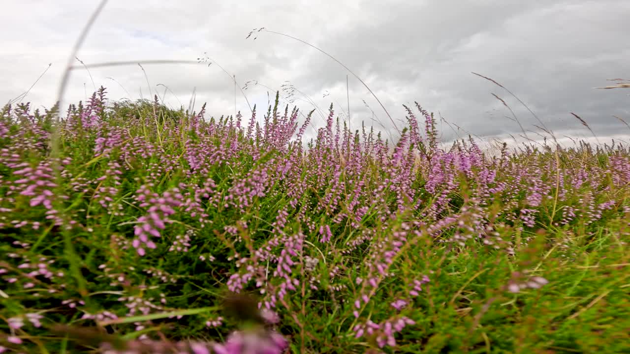 Camera glides low through vibrant heather, wildflowers, and grass under overcast Highlands sky