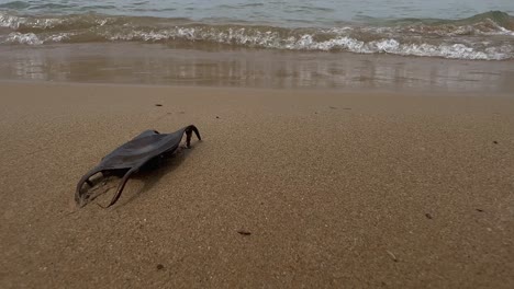 Close-up-of-black-shark-egg-case-on-sandy-beach-with-waves-breaking-on-shore