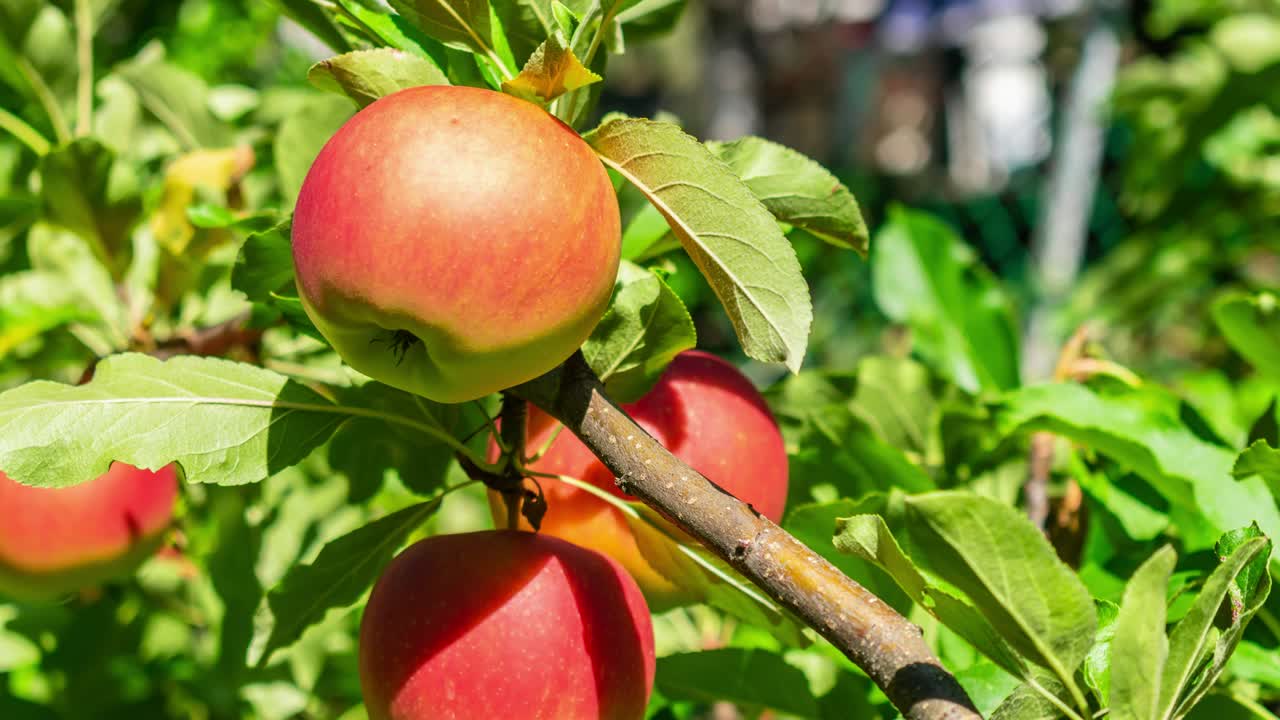 赤いリンゴをズーム