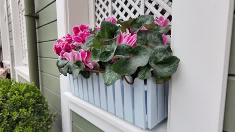 pink flowers in a light blue wooden window box