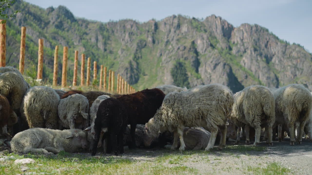 ovejas blancas y negras comen hierba a la sombra de los árboles a la orilla de la carretera