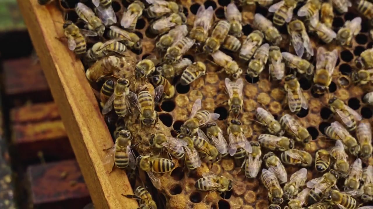 Macro close-up of honey-filled capped honeycomb frame crawling with bees.